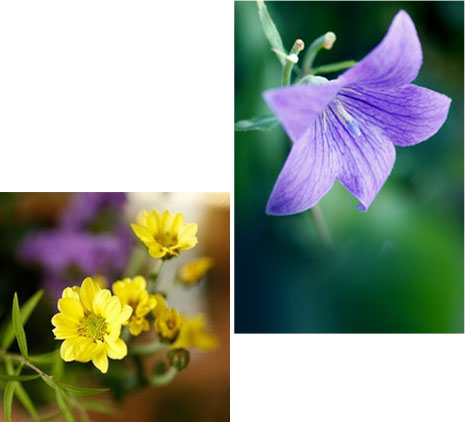 お花